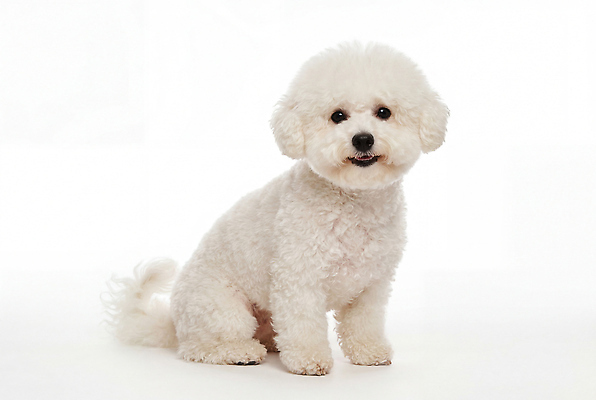 JPG 동물 편집이미지 반려견 스튜디오 털 귀여움 개 강아지 비숑프리제 편집실사 AI포토 AI콘텐츠 컨셉 포유류 반려동물 CG 파일형식