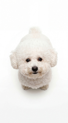 JPG 동물 편집이미지 반려견 얼굴 털 표정 귀여움 강아지 주목 비숑프리제 편집실사 AI포토 AI콘텐츠 컨셉 신체부위 반려동물 개 CG 파일형식