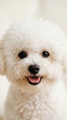 JPG 동물 편집이미지 감정 포즈 털 밝음 웃음 반려동물 귀여움 강아지 비숑프리제 편집실사 AI포토 AI콘텐츠 컨셉 표정 개 CG 파일형식