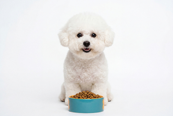 JPG 동물 편집이미지 그릇 털 앉기 반려동물 귀여움 강아지 먹이 비숑프리제 편집실사 AI포토 AI콘텐츠 식기 컨셉 모션 개 CG 파일형식