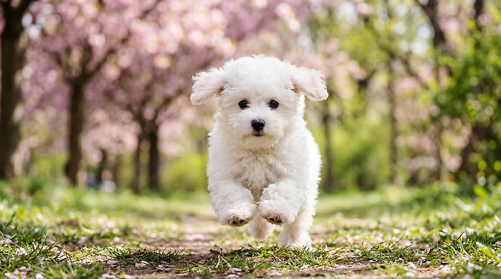 JPG 나무 편집이미지 꽃 반려견 자연 여름 달리기 정원 강아지 즐거움 비숑프리제 편집실사 AI포토 AI콘텐츠 식물 계절 감정 모션 반려동물 개 CG 생태계 파일형식