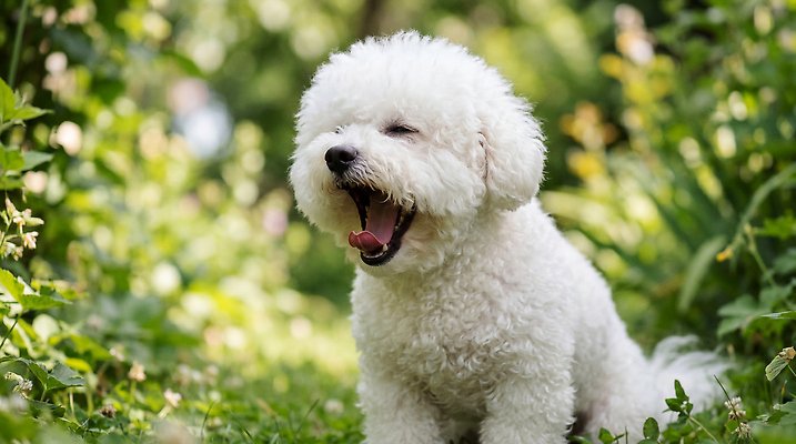 JPG 나무 동물 편집이미지 자연 잔디 초원 여름 반려동물 햇빛 귀여움 산책 강아지 하품 비숑프리제 편집실사 AI포토 AI콘텐츠 식물 계절 컨셉 휴식 빛 개 CG 생태계 생리현상 파일형식