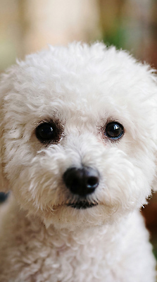 JPG 동물 편집이미지 시선 얼굴 털 실내 반려동물 귀여움 눈 강아지 비숑프리제 편집실사 AI포토 AI콘텐츠 컨셉 내부 신체부위 개 CG 파일형식