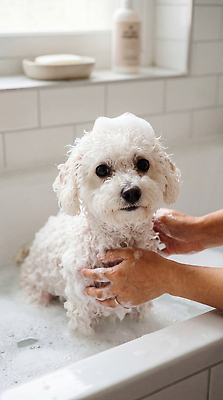 JPG 편집이미지 손 털 욕조 사람 물 목욕 거품 욕실 강아지 씻기 비누 의료성형뷰티 비숑프리제 편집실사 AI인물포토 AI콘텐츠 자연요소 신체부위 반려동물 위생용품 청결 개 CG 파일형식 AI포토
