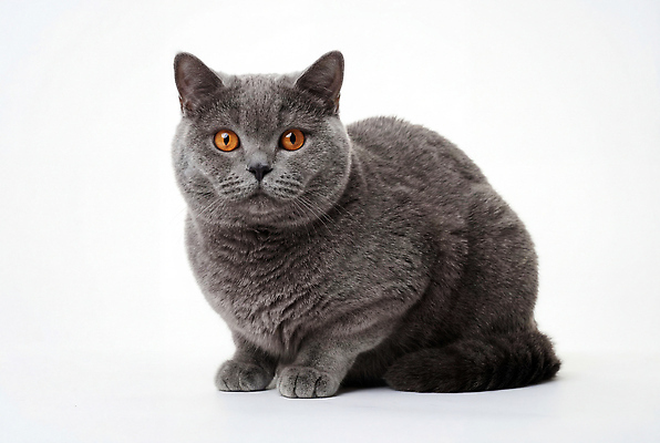 JPG 동물 편집이미지 포즈 생명 털 앉기 귀여움 고양이 편안함 브리티쉬숏헤어 편집실사 AI포토 AI콘텐츠 컨셉 포유류 모션 반려동물 감각 CG 파일형식