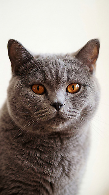 JPG 동물 편집이미지 응시 얼굴 털 앉기 앞모습 반려동물 머리 고양이 브리티쉬숏헤어 편집실사 AI포토 AI콘텐츠 시선 뷰포인트 포유류 모션 신체부위 CG 파일형식