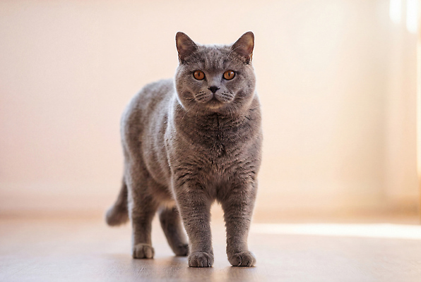 JPG 동물 편집이미지 모션 생명 바닥 털 실내 밝음 걷기 고양이 공간 조용 브리티쉬숏헤어 편집실사 AI포토 AI콘텐츠 포유류 내부 반려동물 CG 파일형식