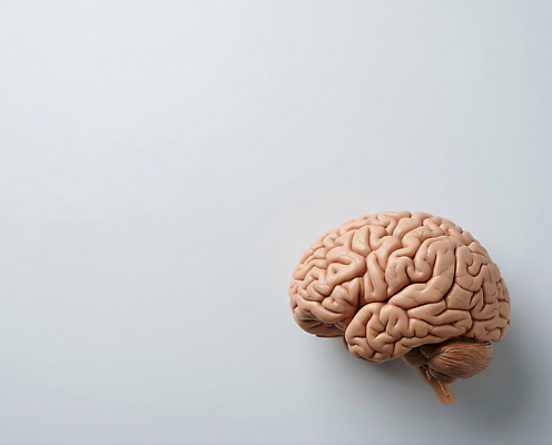 JPG 편집이미지 교육 과학 신체 해부 의학 인체모형 학습 뇌 생물학 뇌구조 편집실사 AI포토 AI콘텐츠 모형 CG 파일형식