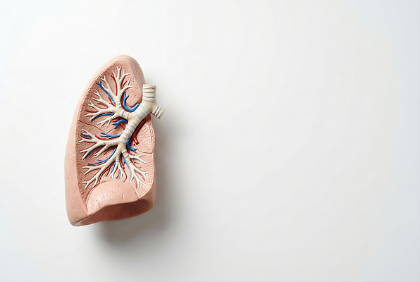 JPG 편집이미지 교육 과학 신체 해부 의학 인체모형 생물 학습 모형 허파 보건교육 편집실사 AI포토 AI콘텐츠 호흡기관 CG 파일형식