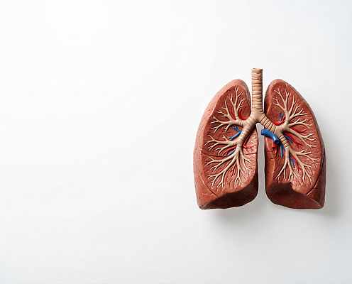 JPG 편집이미지 교육 과학 신체 해부 의학 인체모형 모형 허파 생물학 혈관 기관 편집실사 AI포토 AI콘텐츠 장기_의학 호흡기관 CG 파일형식