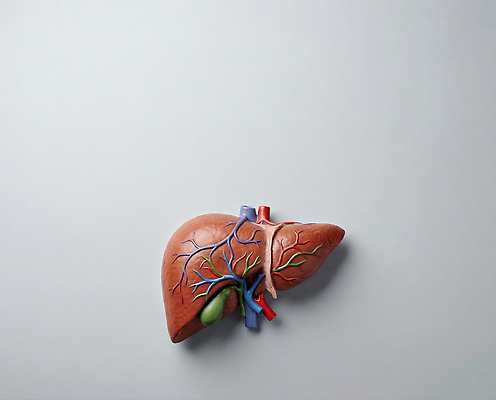 JPG 편집이미지 교육 과학 해부 의학 인체모형 모형 생물학 간 혈관 동맥 정맥 편집실사 AI포토 AI콘텐츠 장기_의학 CG 파일형식