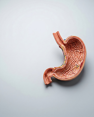 JPG 편집이미지 교육 과학 해부 의학 인체모형 내부 학습 모형 실험실 장기 생물학 위장 위 편집실사 AI포토 AI콘텐츠 신체 실험 장기_의학 CG 파일형식