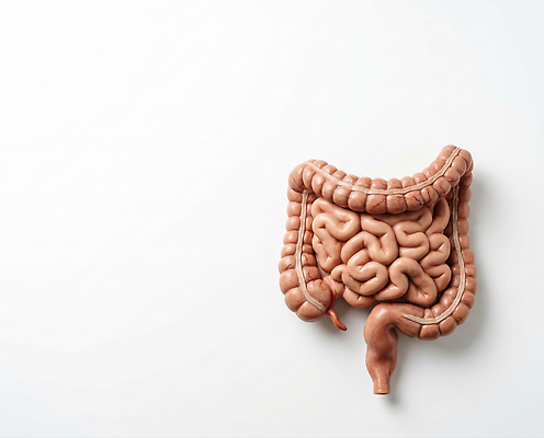 JPG 편집이미지 교육 과학 해부 의학 인체모형 건강 생물학 대장 소장 편집실사 AI포토 AI콘텐츠 모형 장기_의학 CG 파일형식