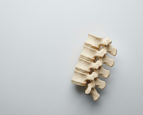 JPG 편집이미지 교육 과학 신체 해부 의학 인체모형 뼈 건강 모형 척추 편집실사 AI포토 AI콘텐츠 CG 파일형식