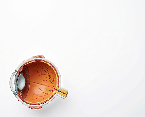 JPG 편집이미지 교육 해부 인체모형 눈 생물학 안과 시신경 안구모형 안구 편집실사 AI포토 AI콘텐츠 의학 병원 신체부위 모형 CG 파일형식