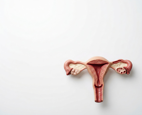 JPG 편집이미지 교육 해부 의학 인체모형 모형 전시 생물학 자궁 편집실사 AI포토 AI콘텐츠 장기_의학 CG 파일형식