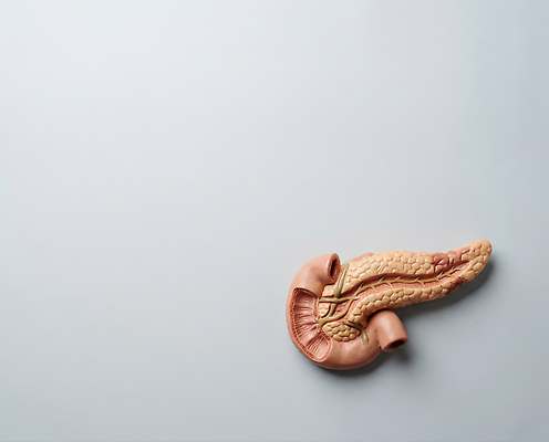 JPG 편집이미지 해부 의학 인체모형 의료기기 건강 모형 의료용품 췌장 교육자료 생명과학 편집실사 AI포토 AI콘텐츠 교육 과학 자료 장기_의학 CG 파일형식