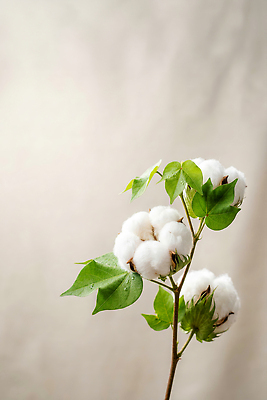 JPG 식물 편집이미지 꽃 잎 솜 원예 목화솜 편집실사 AI포토 AI콘텐츠 취미 CG 파일형식