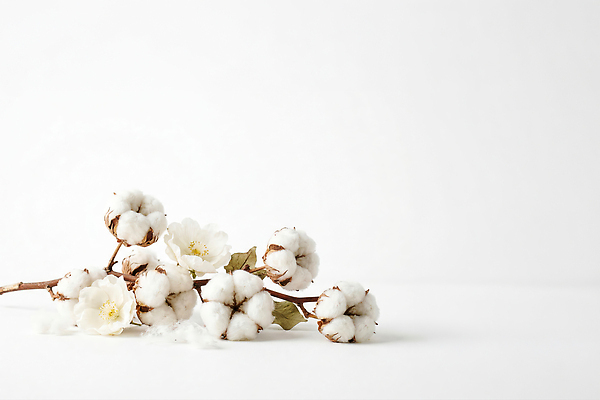 JPG 식물 편집이미지 꽃 장식 오브젝트 목화솜 편집실사 AI포토 AI콘텐츠 솜 CG 파일형식