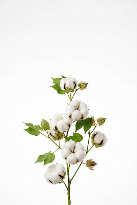 JPG 식물 편집이미지 잎 솜 원예 조화 목화솜 편집실사 AI포토 AI콘텐츠 취미 CG 파일형식