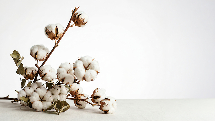 JPG 식물 편집이미지 꽃 가정 장식 솜 목화솜 편집실사 AI포토 AI콘텐츠 CG 파일형식