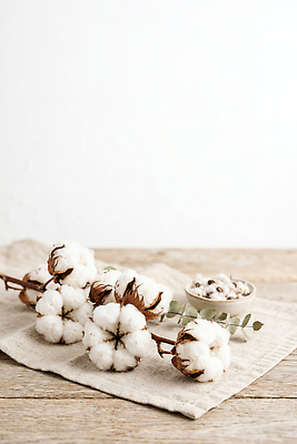 JPG 나무 식물 편집이미지 아침 씨앗 햇빛 오브젝트 소재 목화솜 편집실사 AI포토 AI콘텐츠 주간 태양 솜 CG 파일형식