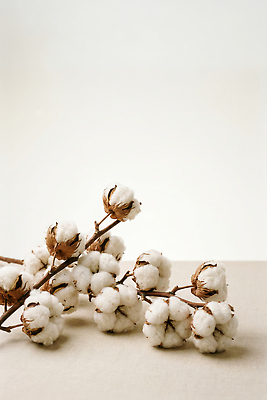 JPG 식물 편집이미지 장식 인테리어 공간 소재 목화솜 스타일 편집실사 AI포토 AI콘텐츠 디자인 솜 CG 파일형식