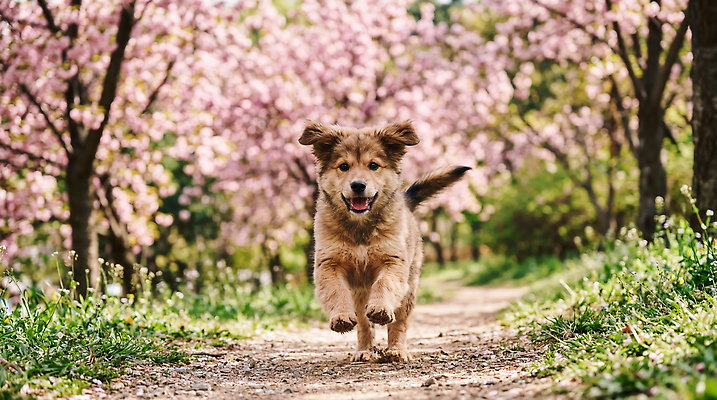 JPG 나무 편집이미지 공원 행복 자연 한국 꽃나무 풍경 반려동물 달리기 봄 강아지 즐거움 믹스견 편집실사 AI포토 AI콘텐츠 식물 동물 계절 공공시설 꽃 감정 아시아 모션 개 CG 생태계 파일형식