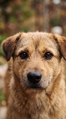 JPG 동물 편집이미지 반려견 자연 한국 앉기 귀여움 정원 개 강아지 믹스견 편집실사 AI포토 AI콘텐츠 아시아 컨셉 포유류 모션 반려동물 CG 생태계 파일형식