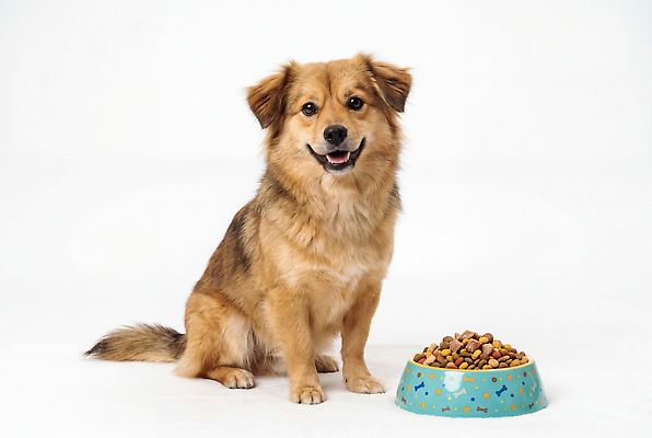 JPG 편집이미지 그릇 행복 음식 한국 웃음 반려동물 개 먹이 개밥그릇 믹스견 편집실사 AI포토 AI콘텐츠 동물 식기 감정 아시아 포유류 표정 CG 애견용품 파일형식