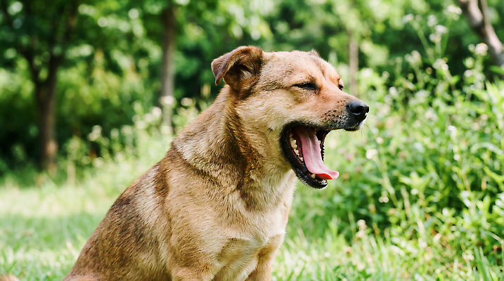 JPG 나무 동물 편집이미지 자연 한국 앉기 초원 야외 개 편안함 하품 믹스견 편집실사 AI포토 AI콘텐츠 식물 아시아 포유류 모션 감각 CG 생태계 생리현상 파일형식