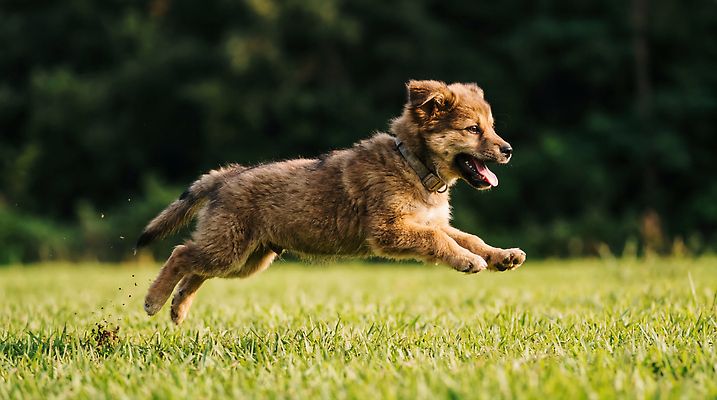 JPG 나무 편집이미지 자연 한국 초원 야외 반려동물 달리기 운동 귀여움 강아지 놀기 믹스견 편집실사 AI포토 AI콘텐츠 식물 동물 아시아 컨셉 모션 건강 개 CG 생태계 파일형식