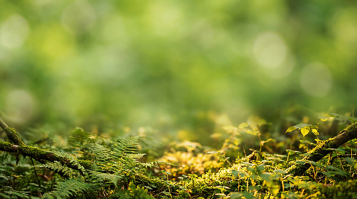 JPG 나무 식물 편집이미지 이동 자연 초록색 여름 햇빛 숲 편집실사 AI포토 AI콘텐츠 계절 컬러 컨셉 태양 CG 생태계 파일형식