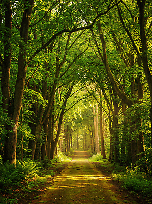 JPG 나무 편집이미지 길 자연 풍경 초록색 여름 햇빛 환경 산책 숲속 숲 조경 길가 편집실사 AI포토 AI콘텐츠 식물 계절 컬러 휴식 태양 CG 생태계 파일형식