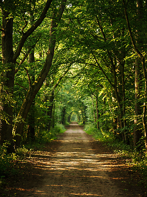 JPG 나무 식물 편집이미지 길 자연 초록색 여름 햇빛 환경 산책 숲 오솔길 조용 흙길 편집실사 AI포토 AI콘텐츠 계절 컬러 휴식 태양 흙 CG 생태계 파일형식