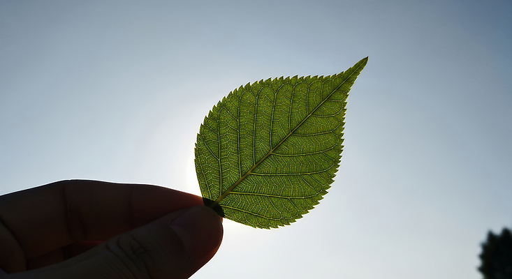 JPG 식물 편집이미지 손 자연 하늘 나뭇잎 일상 여름 햇빛 광선 의료성형뷰티 편집실사 AI인물포토 AI콘텐츠 계절 잎 라이프 신체부위 태양 CG 생태계 파일형식 AI포토