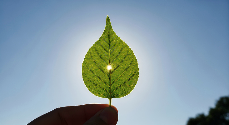 JPG 식물 편집이미지 손 사계절 백그라운드 자연 하늘 나뭇잎 사람 여름 햇빛 맑음 의료성형뷰티 편집실사 AI인물포토 AI콘텐츠 계절 잎 날씨 신체부위 태양 CG 생태계 파일형식 AI포토