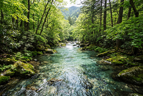JPG 나무 편집이미지 자연 풍경 물 여름 강 계곡 흐름 돌 개울 숲속 숲 생태계 경관 편집실사 AI컴퓨터그래픽 AI콘텐츠 자연요소 식물 계절 컨셉 CG 파일형식