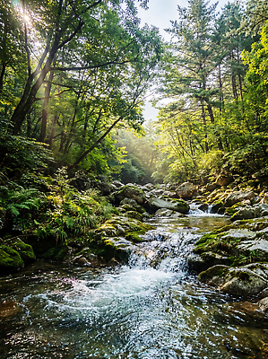 JPG 나무 편집이미지 자연 아침 산 물 여름 햇빛 계곡 흐름 바위 개울 차가움 숲 편집실사 AI컴퓨터그래픽 AI콘텐츠 주간 자연요소 식물 계절 컨셉 강 태양 CG 생태계 파일형식