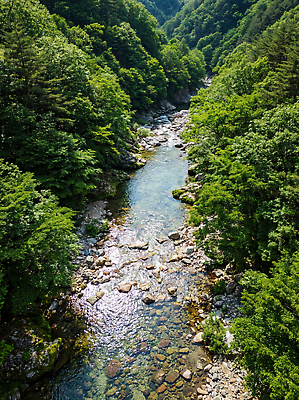 JPG 나무 편집이미지 자연 산 풍경 물 여름 빛 강 햇빛 계곡 흐름 바위 개울 숲 편집실사 AI컴퓨터그래픽 AI콘텐츠 자연요소 식물 계절 컨셉 태양 CG 생태계 파일형식