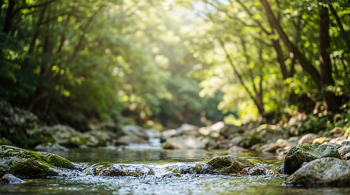 JPG 나무 편집이미지 자연 풍경 물 여름 강 햇빛 계곡 흐름 돌 바위 나뭇가지 개울 숲 편집실사 AI컴퓨터그래픽 AI콘텐츠 자연요소 식물 계절 컨셉 태양 CG 생태계 파일형식