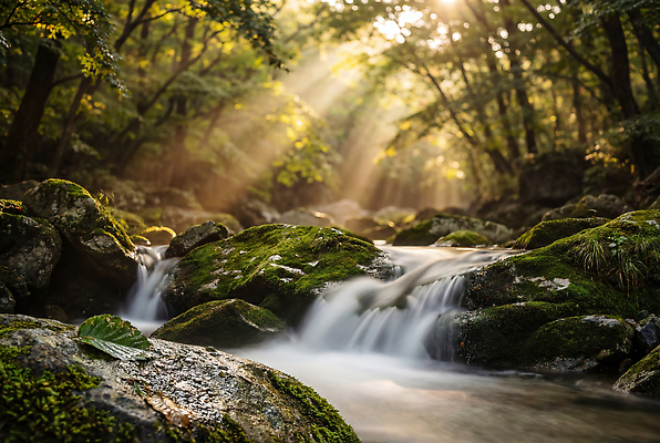 JPG 나무 편집이미지 자연 산 이끼 풍경 물 여름 빛 햇빛 계곡 흐름 바위 개울 숲 편집실사 AI컴퓨터그래픽 AI콘텐츠 자연요소 식물 계절 컨셉 강 태양 CG 생태계 파일형식