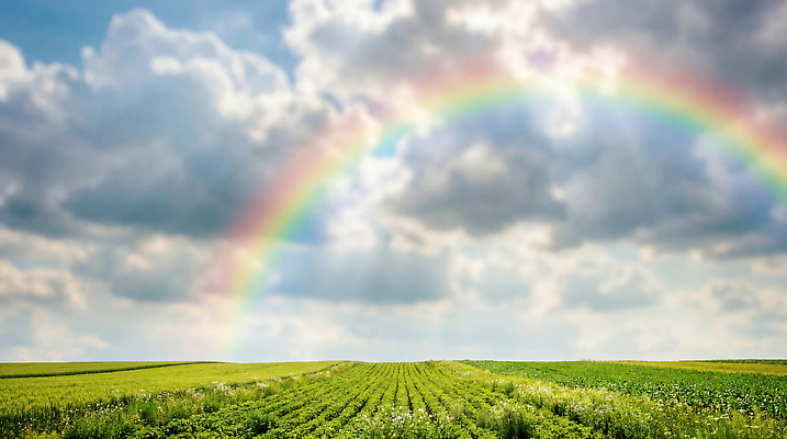 JPG 식물 편집이미지 무지개 자연 하늘 날씨 초원 햇빛 농장 물방울 편집실사 AI컴퓨터그래픽 AI콘텐츠 자연요소 농업 태양 CG 생태계 파일형식