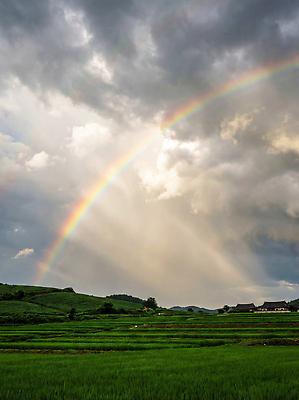 JPG 나무 편집이미지 무지개 밭 자연 하늘 날씨 풍경 초원 여름 빛 농장 시골 전경 편집실사 AI컴퓨터그래픽 AI콘텐츠 자연요소 식물 계절 농업 CG 생태계 파일형식 탑뷰