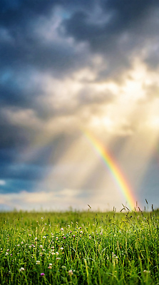 JPG 편집이미지 꽃 무지개 자연 하늘 날씨 풍경 초원 여름 빛 흐림 편집실사 AI컴퓨터그래픽 AI콘텐츠 자연요소 식물 계절 CG 생태계 파일형식