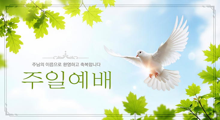 PSD 편집이미지 종교 잎 자연 하늘 빛 평화 희망 기도 일주일 비둘기 예배 이미지편집 식물 감정 컨셉 조류 생태계 파일형식