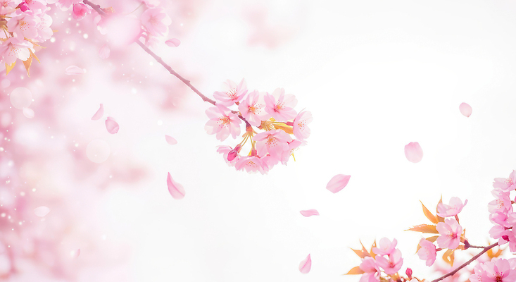 JPG 나무 편집이미지 꽃잎 꽃 백그라운드 잎 자연 풍경 봄 벚꽃 벚나무 떨어짐 흐림 이미지편집 AI컴퓨터그래픽 AI콘텐츠 식물 계절 컨셉 날씨 생태계 파일형식