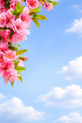 JPG 식물 편집이미지 꽃 봄꽃 자연 하늘 햇빛 봄 흰구름 뷰티풀 편집실사 AI컴퓨터그래픽 AI콘텐츠 계절 태양 CG 생태계 파일형식 구름_자연