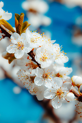 JPG 나무 식물 편집이미지 꽃잎 꽃 봄꽃 자연 하늘 풍경 환경 봄 화사함 뷰티풀 편집실사 AI컴퓨터그래픽 AI콘텐츠 계절 컨셉 CG 생태계 파일형식