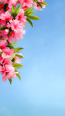 JPG 나무 식물 편집이미지 꽃잎 봄꽃 자연 하늘 풍경 봄 만개 뷰티풀 편집실사 AI컴퓨터그래픽 AI콘텐츠 계절 꽃 CG 생태계 파일형식